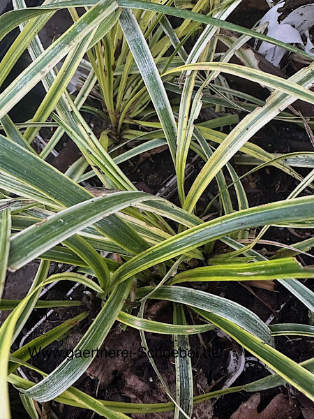 Liriope muscari „Silvery Sunproof“ (i.9cmT.), Lilientraube
