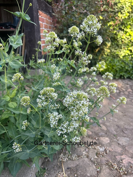 Centranthus ruber "Albus" (i.10-11cmT.) Garten - Spornblume