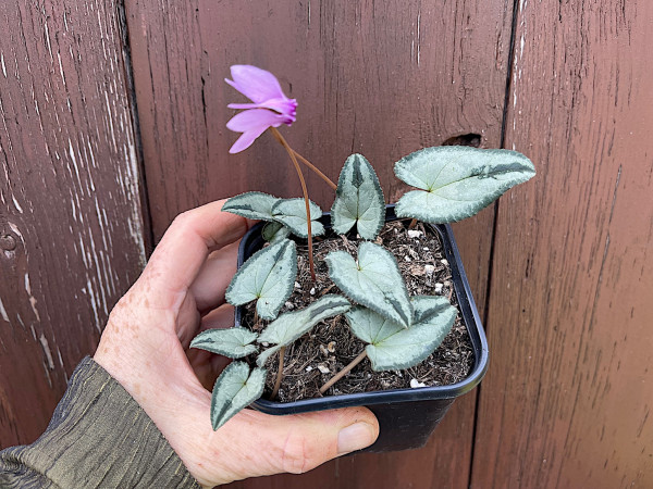 Cyclamen hederif., Album oder rosa „Silverblatt m. grünem Rand u. grüner Pfeilspitze“(i.9cmT.)