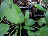 Lepidium latifolium (i.10cmT.) Gartenkresse, ausdauernd Lepidium latifolium (i.10cmT.) Gartenkresse, ausdauernd