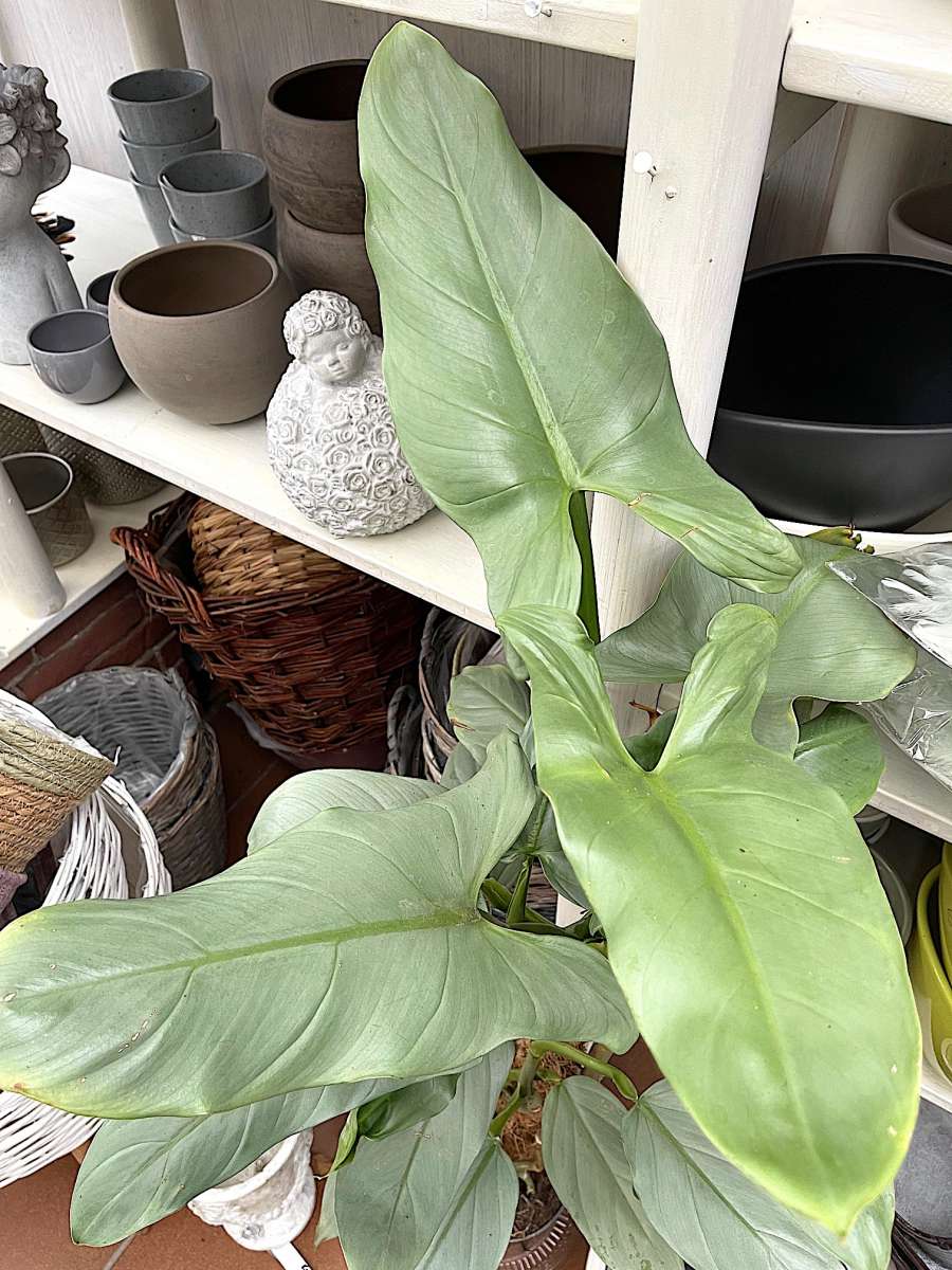 philodendron paraiso verde kaufen Philodendron 'Paraiso Verde'