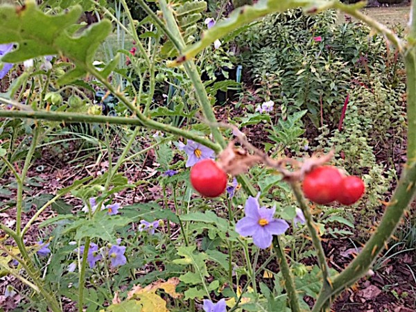 Solanum sysimbriifolium (i.9cmT.), Litschi-Tomate