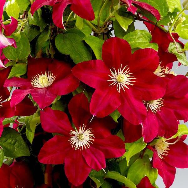 Clematis Boulevard Issey (i.2l T.), Waldrebe weinrot