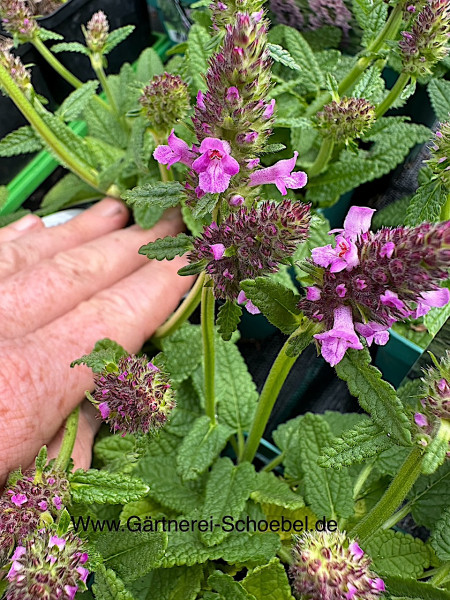 Betonica (Stachys) macrantha- officinalis „Ukkie“ (i.12cmT.), Zwerg-Ziest