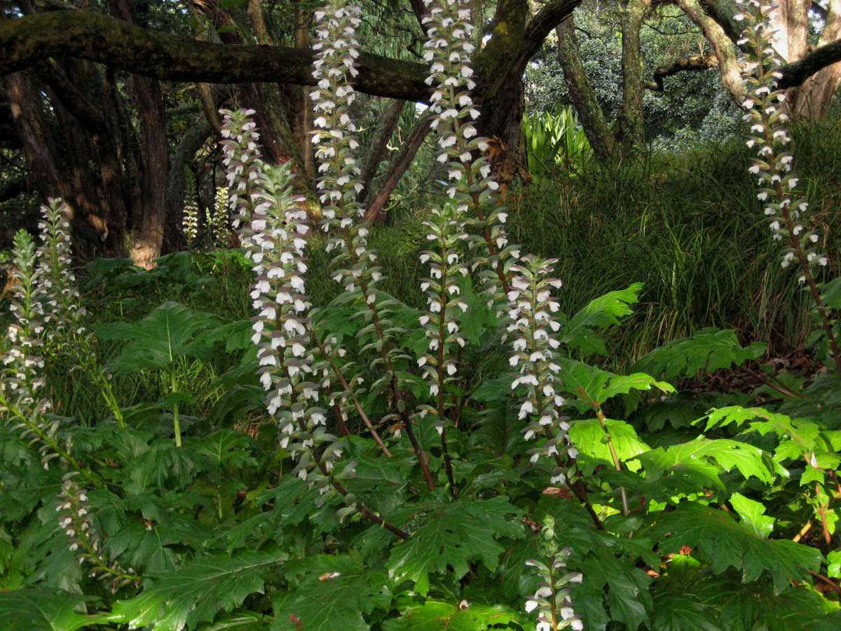 Acanthus hungaricus „White Lips“(i.15cmT.), Bärenklau, Bärentatze