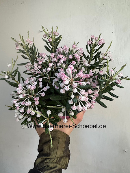 Andromeda polifolia „Son of Thumb“ (i.14cmT.), Rosmarin - Heide - Lavendel Heide