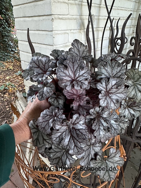 Heuchera micrantha „Timeless Night®“ (i.12cmT.), Purpurglöckchen