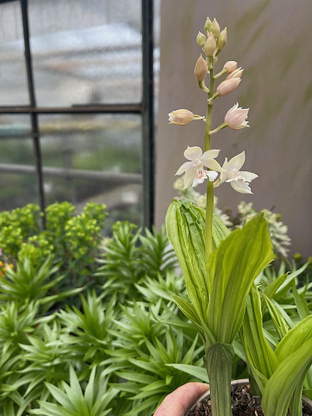 Calanthe sieboldii creme (i.13cmT.), japanische Landorchidee