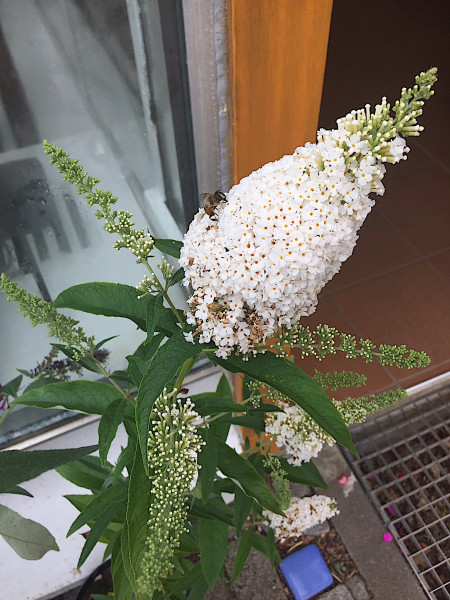 Buddleia „White Profusion“ (i.16cmT.), Schmetterlingsstrauch, weiss