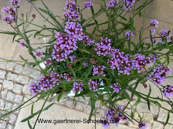 Verbena bonariensis „Lollipop“ ® (i.12cmT.), Zwergverbene - Eisenkraut