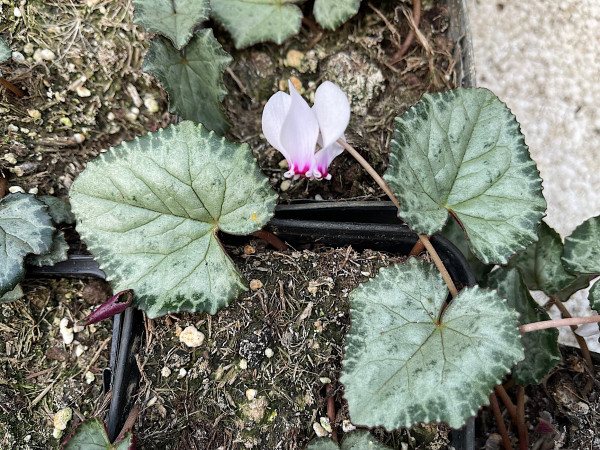 Cyclamen hed. ssp. crassifolium variat. „Silverleaf zackig m.grünem Rand (i.9cmT.)