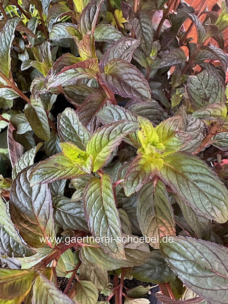Mentha „englische Minze“ ( i.12 cmT.)