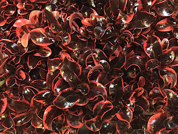 Coprossma verticillata „Red Ruby“ „Rau Kara“® (i.13 cmT.), Rötegewächse aus Neuseeland