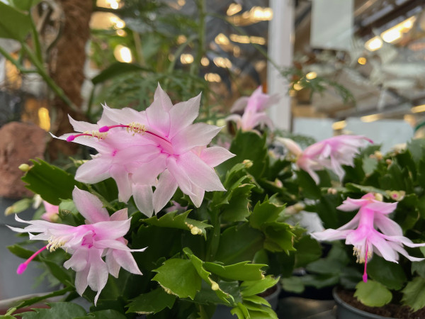 Schlumbergera „hellrosa“ (i.10cmT.)