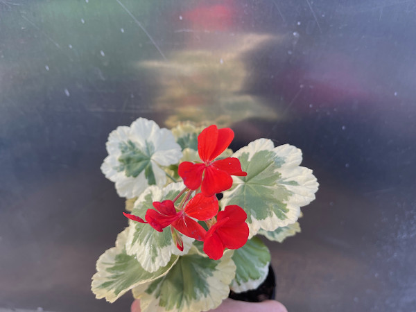 Pelargonium hortorum „Flower of Spring“(I.10cmT.)