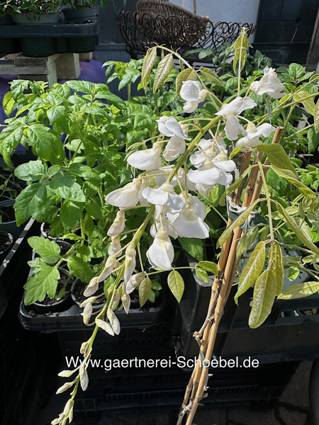 Wisteria floribunda „Alba“ (i.2l Topf), Blauregen, weiß
