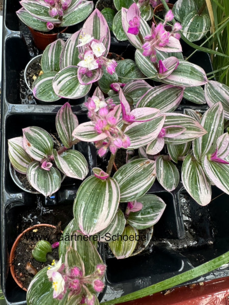 Tradescantia „ Nanouk “ (i.5-6cmT.), Dreimaster Blume