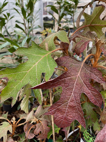 Hydrangea quercifolia `hqopr010`PBR "Ice Cristal ®"(i.7lT.),(ca 40 cm), Eichblatthortensie