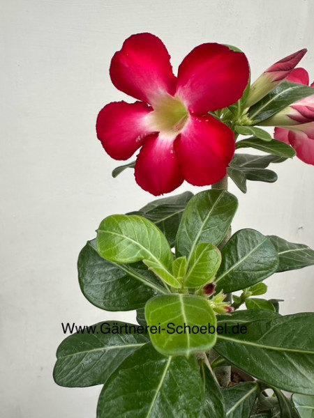 Adenium obesum „Anouk“ ® (i.14 cm T.), Wüstenrose
