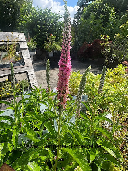 Veronica spicata „Anniversary Rose“ (i.12cmT.), Ehrenpreis