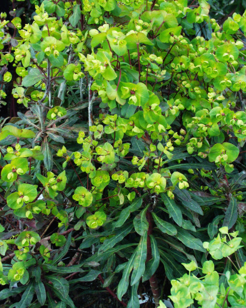 Euphorbia amygdaloides "Rubra" Wolfsmilch (i.15 cmT.)