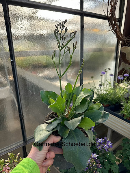 Limonium sinuatum „Salt Lake“ ®(i.16cmT.), Meerlavendel, Strandflieder