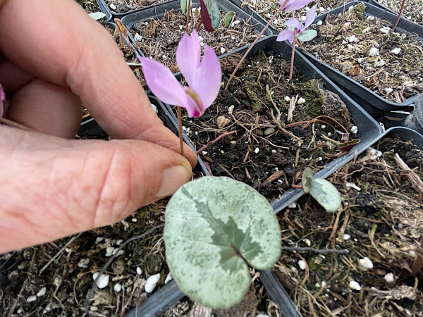 Cyclamen Duft cilicium “Silberblatt“ Auslese Variat(i.9cmT.)