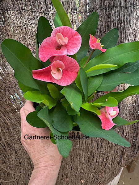 Euphorbia milii „Queen“® (i.11cm T.), Christusdorn