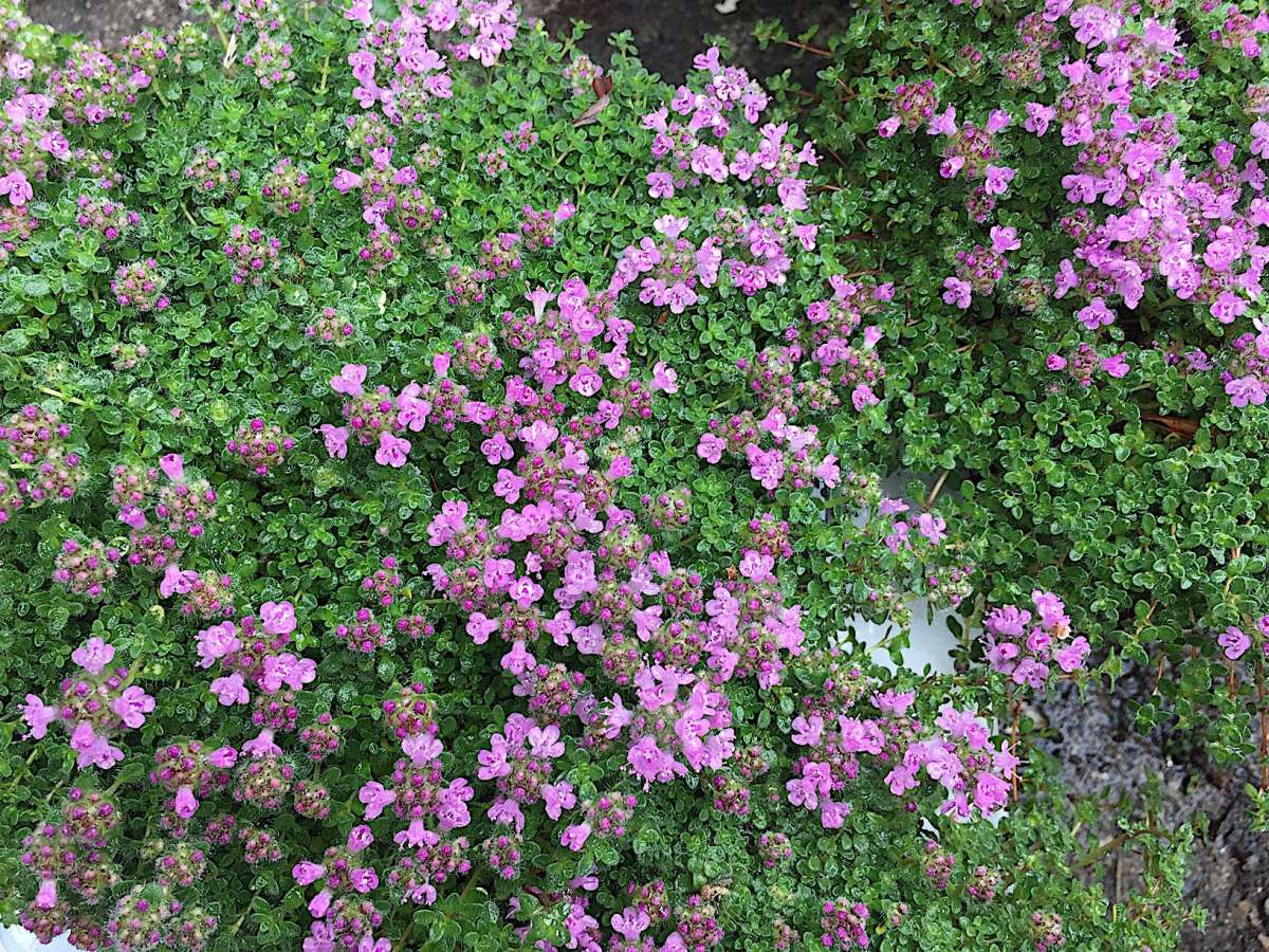 Thymus praecox ´Pygmaeus`(i.11cmT.), Thymian Stauden Stauden Duft und Wandelgärtnerei