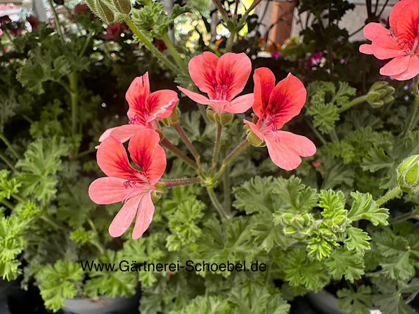 Pelargonium zonale ´Lachsauge`(I.12cmT.)