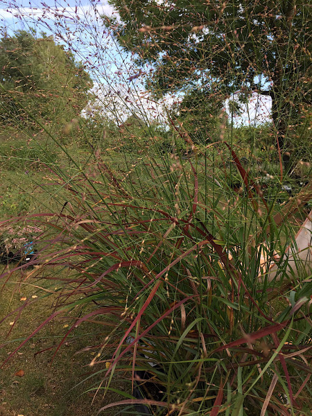 Panicum virgatum „Rehbraun“ (i.15cmT.)