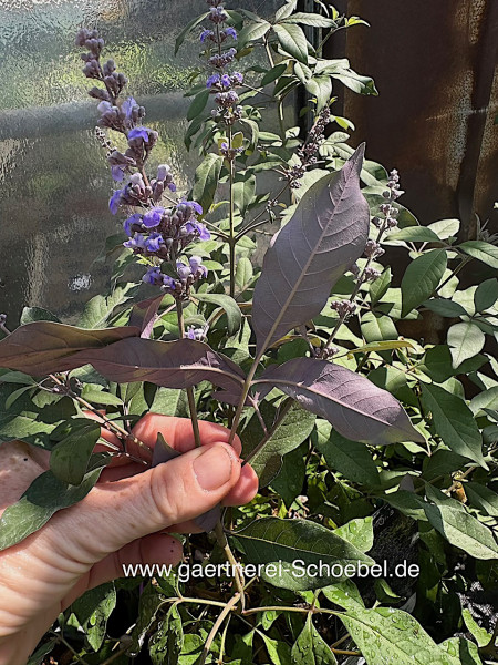 Vitex x „Bailtexone Flip Side® (i.5lT.), Mönchspfeffer, Keuschbaum