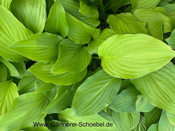 Hosta „Royal Standard“ (i.9cmT.) - Funkie - Duft