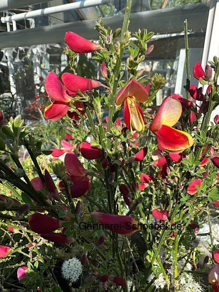 Cytisus scop. „Palette“ (i.13cmT.), Ginster