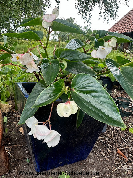 Begonia „weisse Forelle“ ( i. 10cmT.), Forellenbegonie
