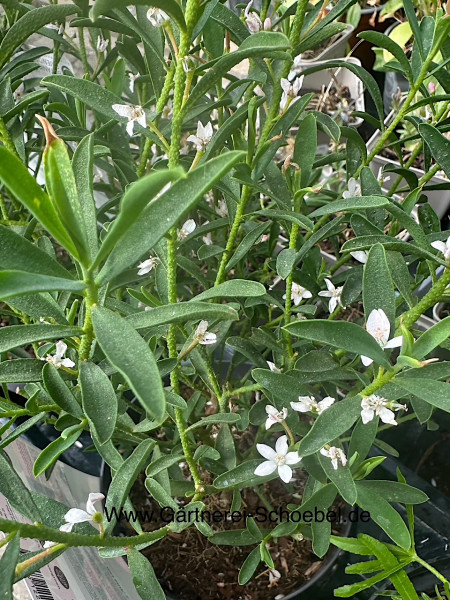 Eriostemon myoporoides (i.13-14 cmT.), Flower Girl white