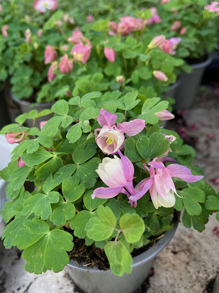Aquilegia „Cameo-Zwerg“(i.12cmT.)