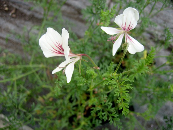 Pelargonium longicaule var. angustipetalum (i.10cmT.), Hängegeranie