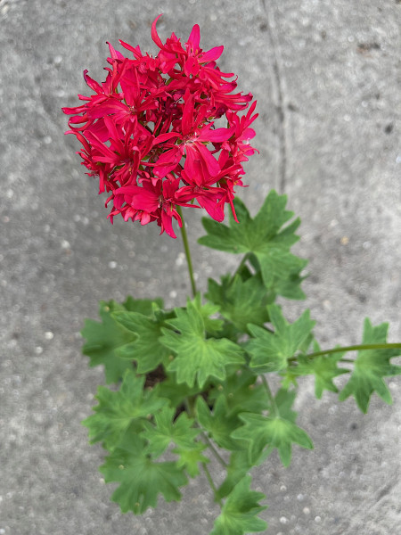 Pelargonium formosum „Fandango“ (i.10cmT.)