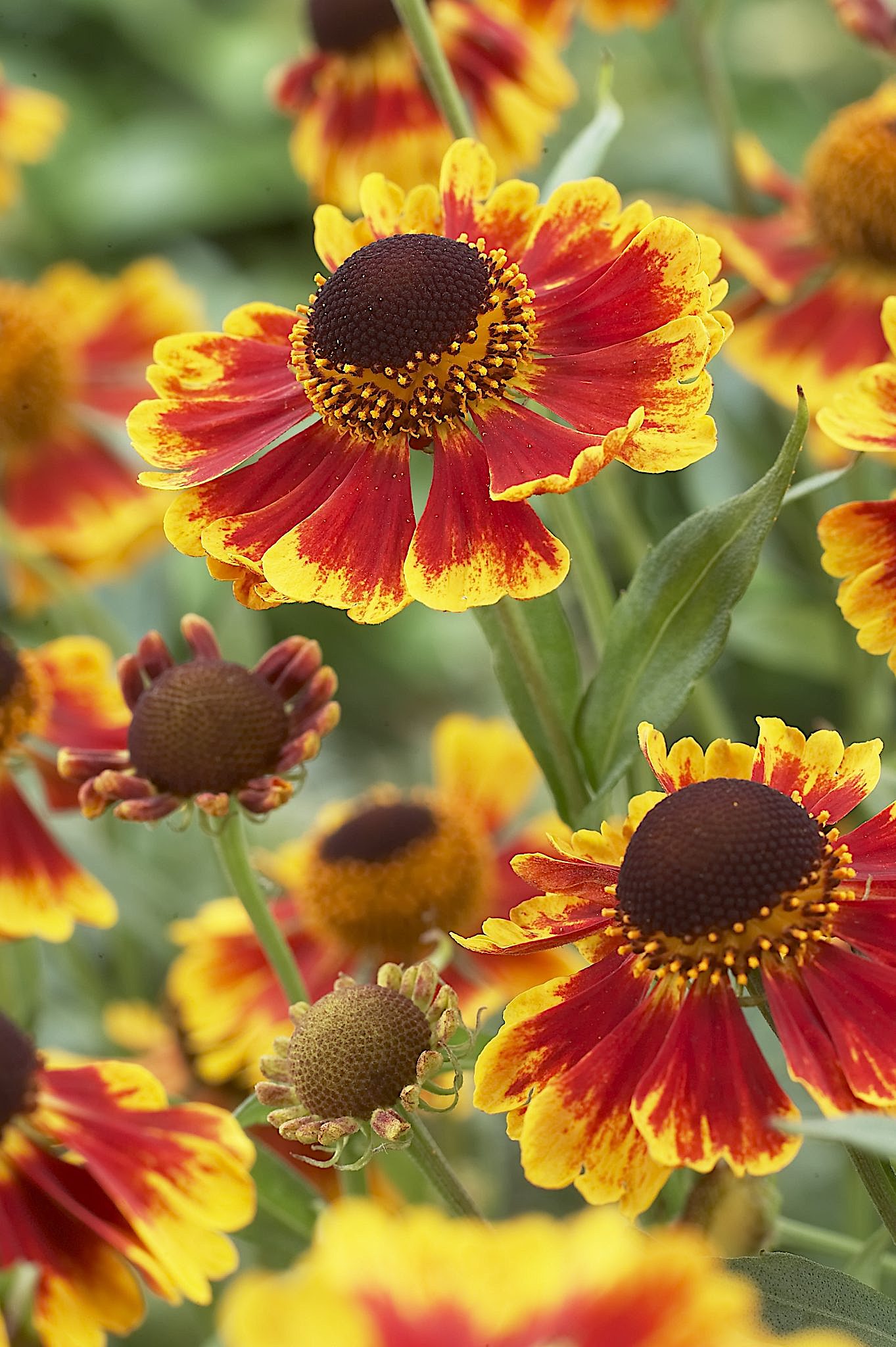 Helenium X Cultorum „biedermeier I11cmt Sonnenbraut Stauden