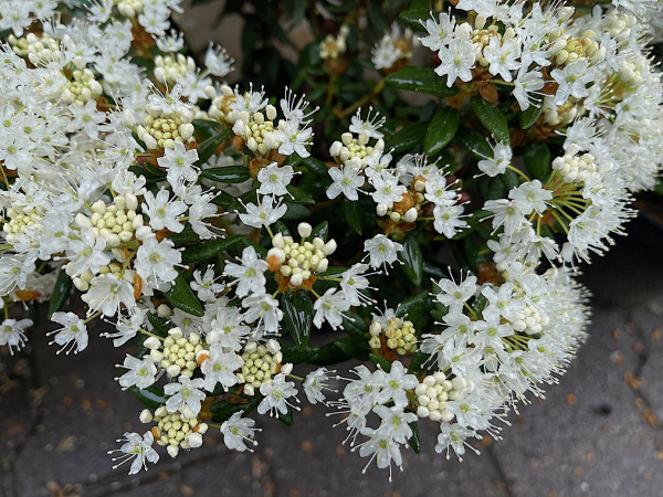 Ledum groenlandicum „Compactum“ (i.2lT.), Grönländischer Porst