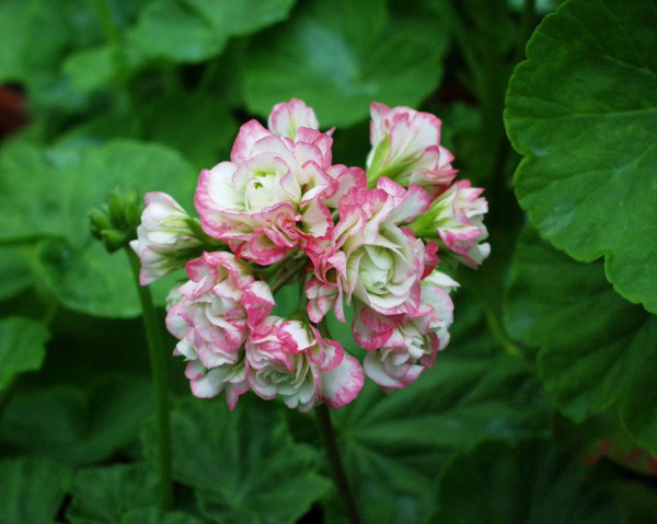 Pelargonium ´Appleblossom Rosebud`(12cmT.)