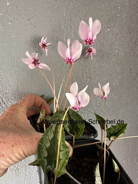 Cyclamen hederifolium "hellrosa m. magenta Krone" (i.9cmT.)