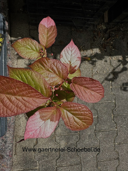 Actinidia koloimikta (i.2l T.), Buntblättrige Kiwi, Scharfzähniger Strahlengriffel