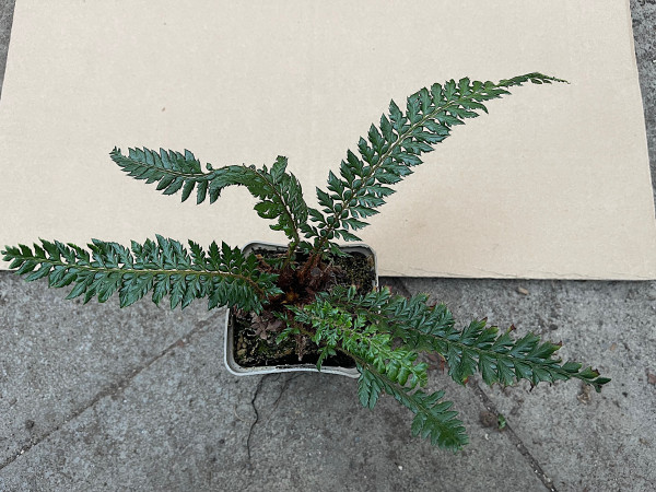 Polystichum „Shiny Holly Fern“ (i.9cmT.)