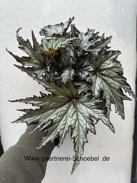 Begonia rex „Silver mit dunklem Rand“ (i.13cmT.)