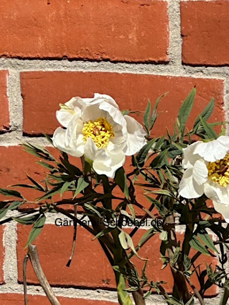 Paeonia suffruticosa weiss (i.ca 1lT.) Baum Pfingstrose