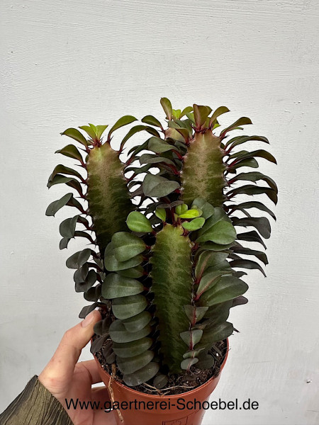 Euphorbia trigona „Rubra“ (i. 12cmT.)z.Z.ca 35 cm, Dreikantige Wolfsmilch