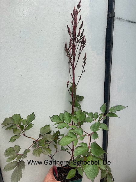 Astilbe x arendsii „Chocolate Cherry“ ® (i.12 cmT.), Prachtspiere