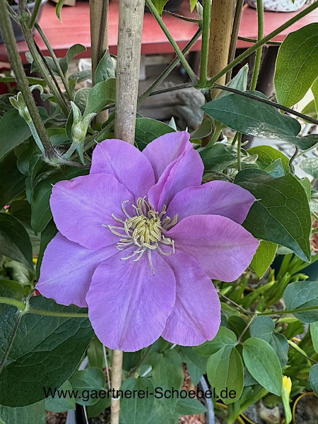 Clematis Boulevard ®PompeiiEvipo116®(i.2l T.)rosa